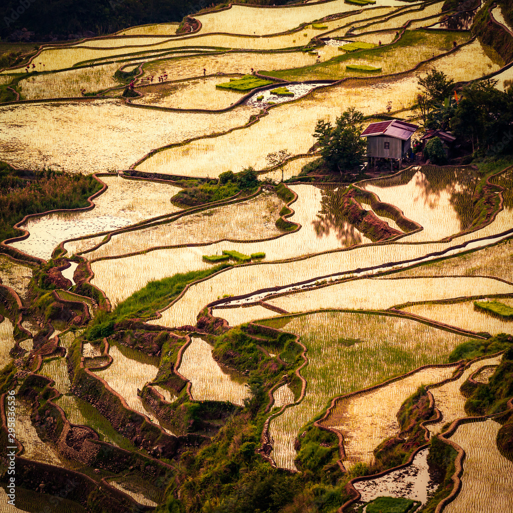 菲律宾Ifugao Bontoc的稻田