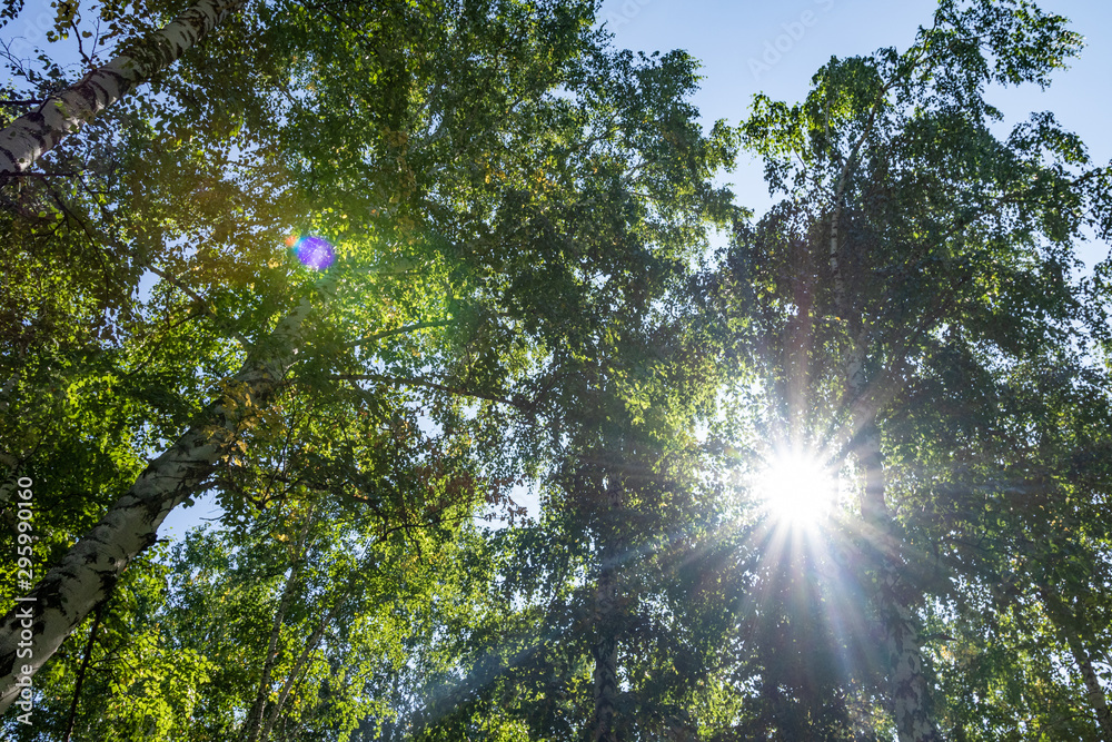 天空中的绿色白桦林，夏日自然景观。