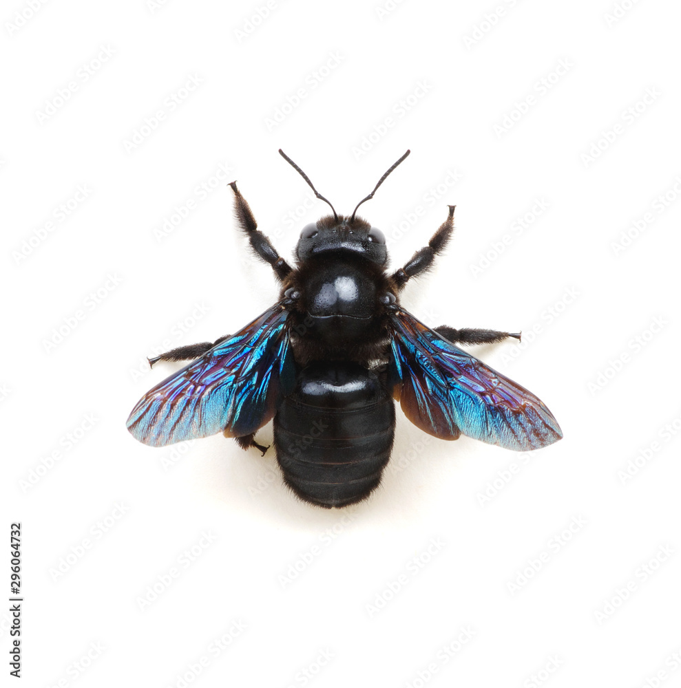 Black bumblebee isolated on white