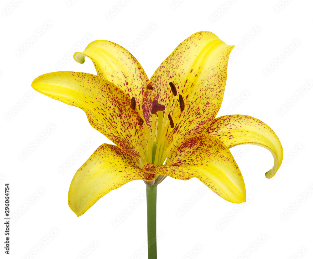 Yellow lily on a white background