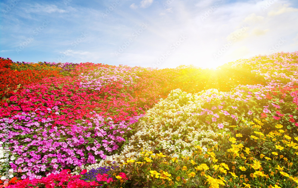 有阳光的花田