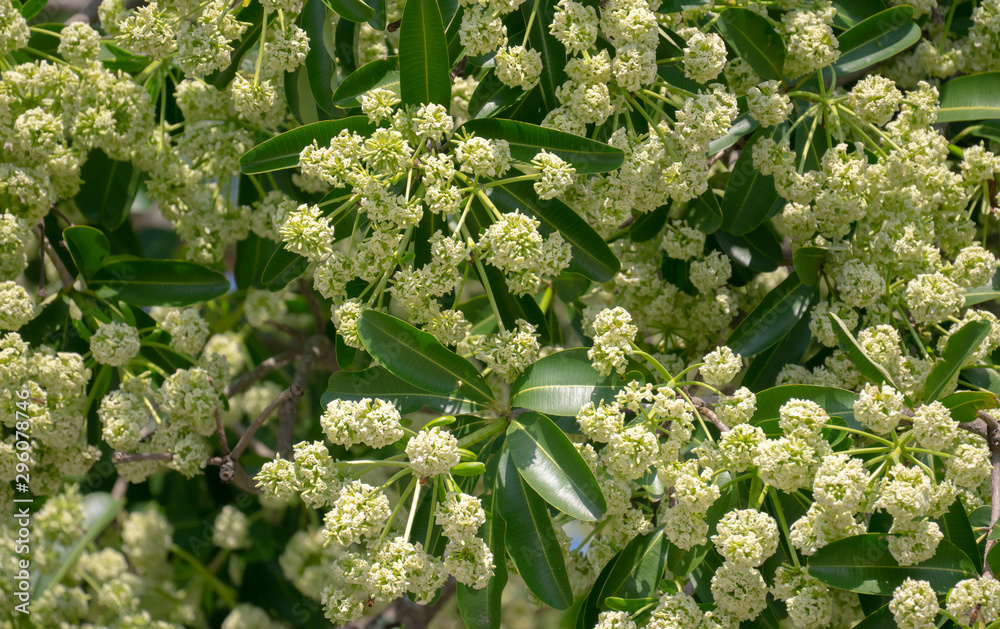 有花的魔鬼树（Alstonia scholaris）有刺鼻的气味