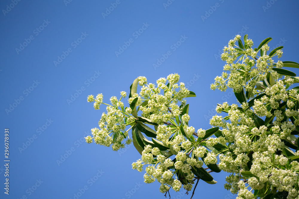 有花的魔鬼树（Alstonia scholaris）有刺鼻的气味