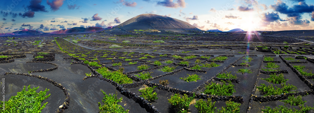 黑色火山土上的La Geria葡萄园。火山葡萄园的风景。兰萨罗特。加那利