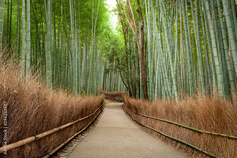 日本京都竹林