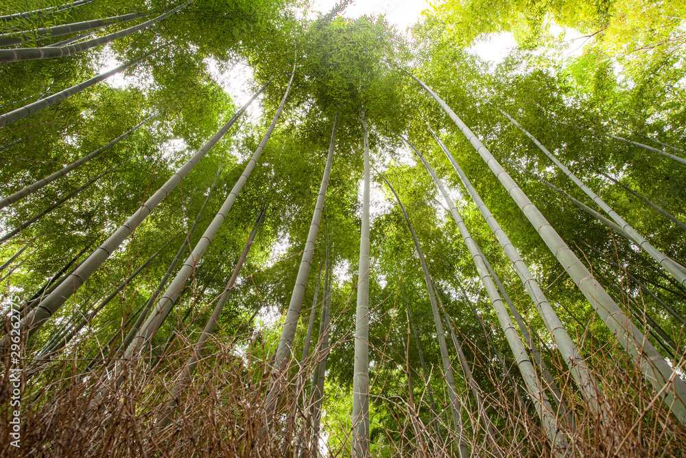 日本京都竹林