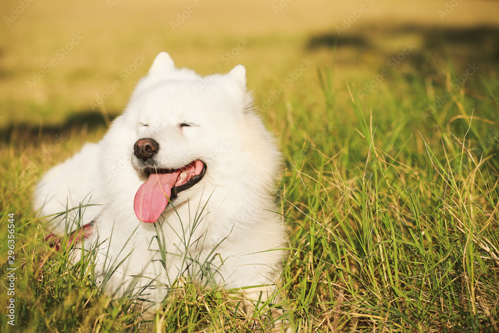 Cute funny Samoyed dog outdoors