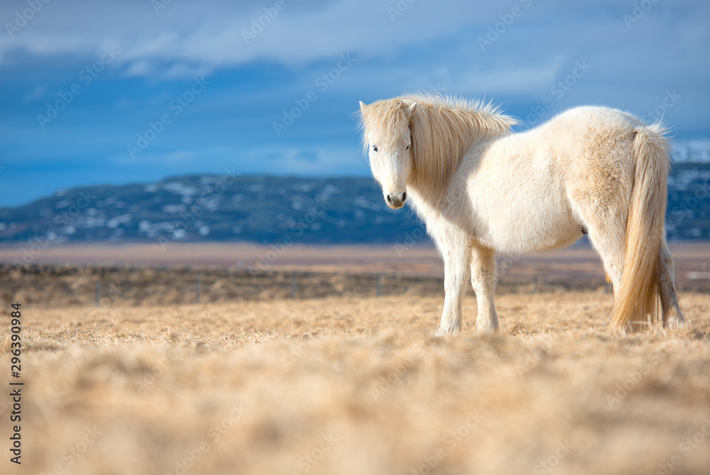 The Icelandic horse is a breed of horse developed in Iceland. 