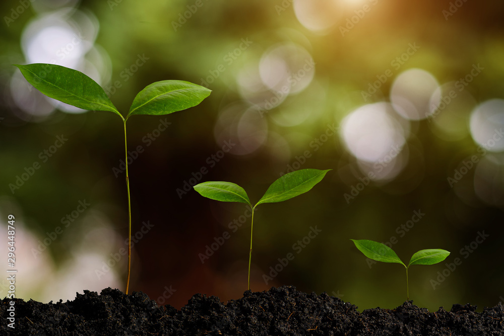 growing plant step with sunrise. concept agriculture in garden morning light