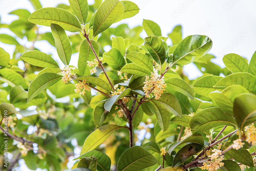 桂花在秋天的桂花树上绽放