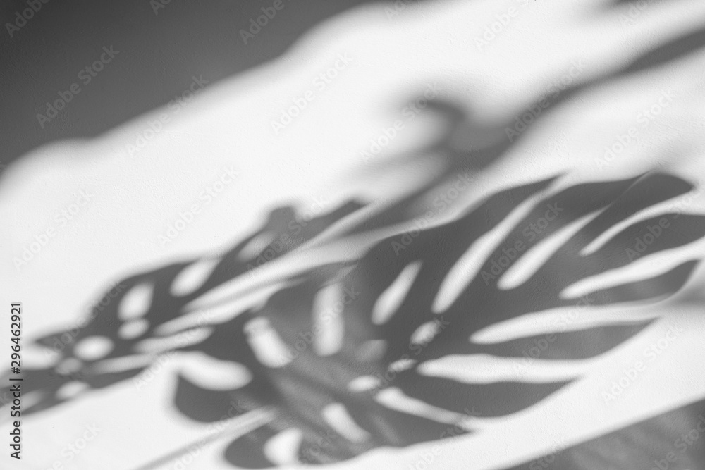 shadows monstera leaf on concrete textured wall surface background. White and Black tone