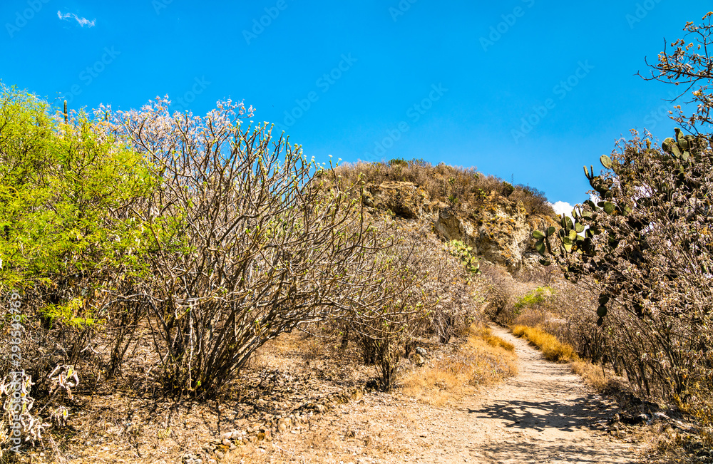 Vegetation at the Yagul archaeological site in Mexico