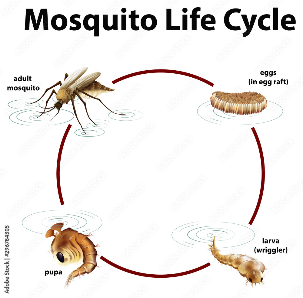 蚊子生命周期示意图
