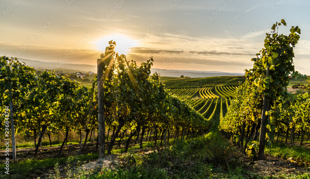 Weinberg in Rheinhessen bei Horrweiler