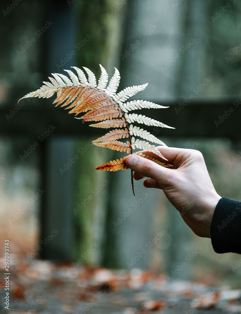 雄性手持蕨类植物叶子。秋天的色调