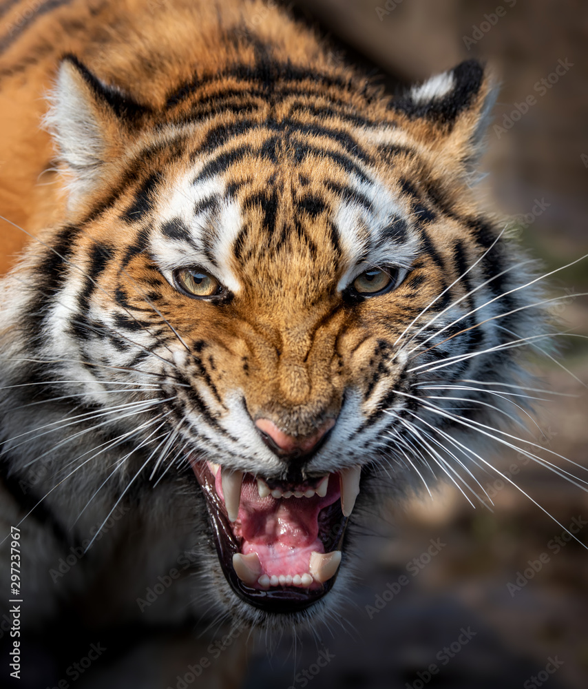 Close up view portrait of a Siberian tiger