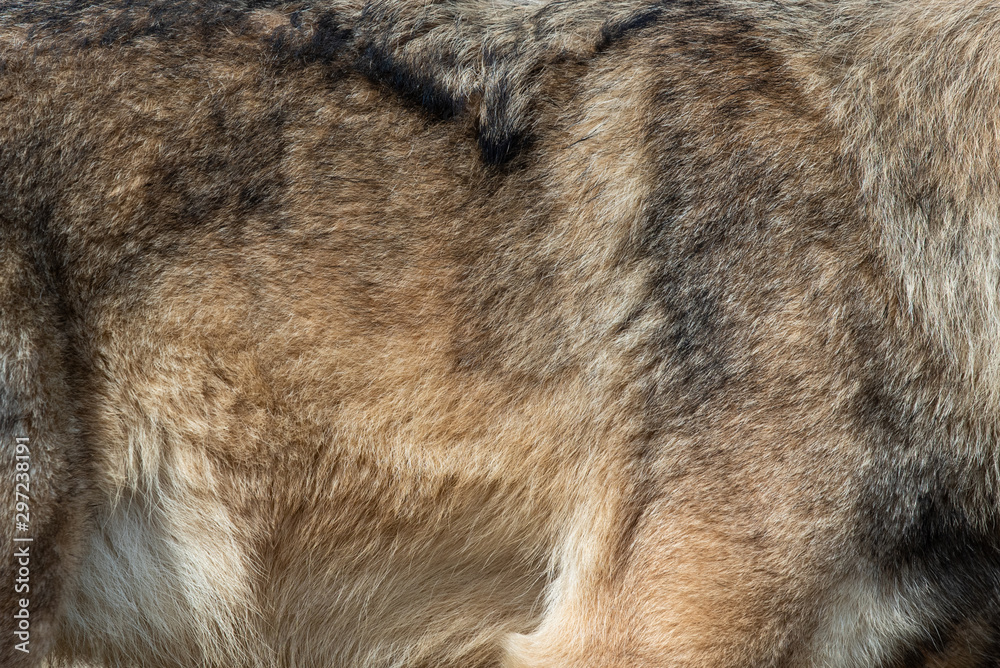 Wolf fur background texture image background