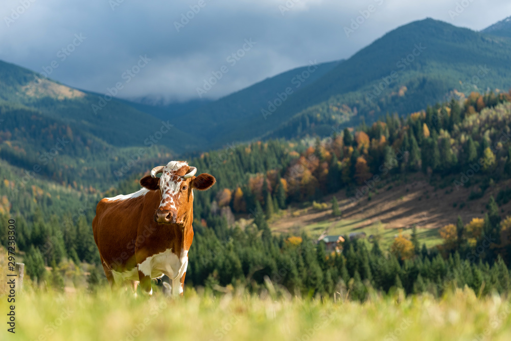 Brown cow on pasture in mountains