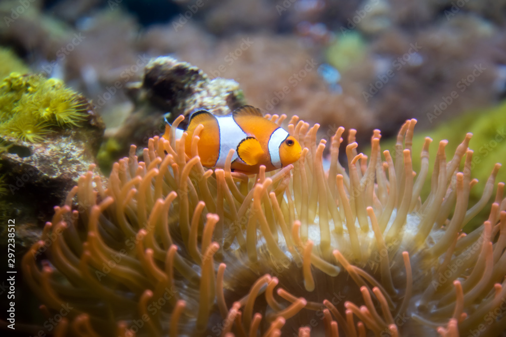 Clown Anemonefish, Amphiprion percula, swimming among the tentacles