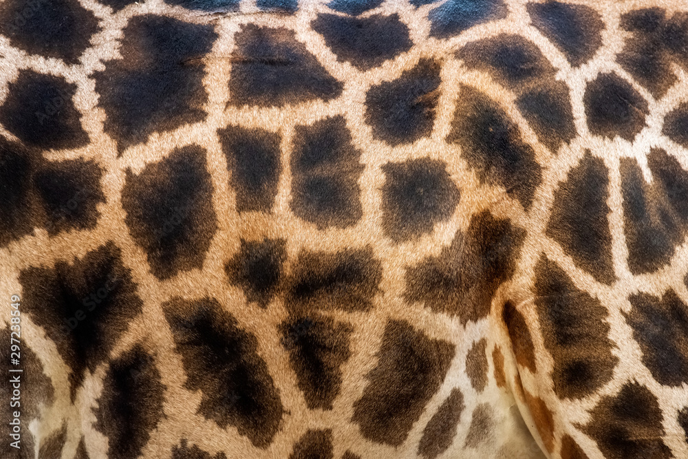 Closeup of a giraffe skin pattern