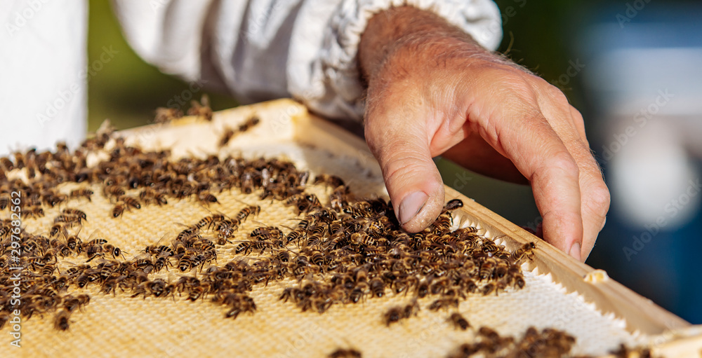 Honey cell with bees closeup in a sunny day. Apiculture. Apiary