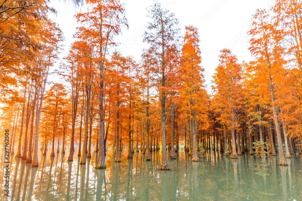 美丽的彩色森林和自然公园里的倒影，秋天的风景。