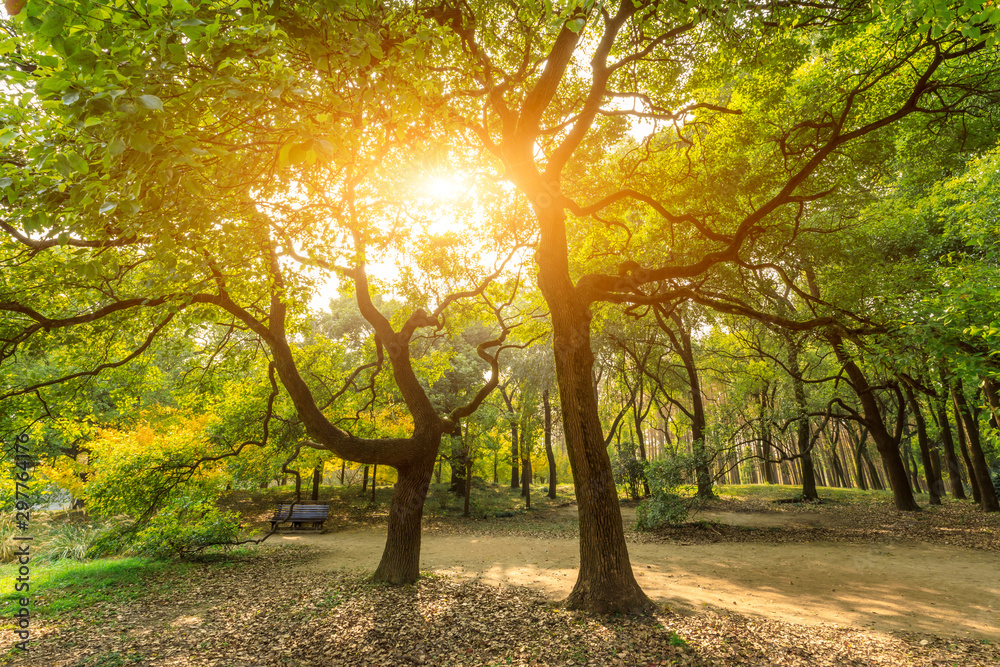 Green trees in a quiet nature park