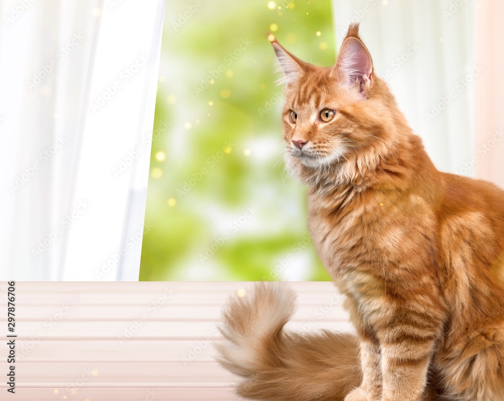 Adorable red cat isolated on white background