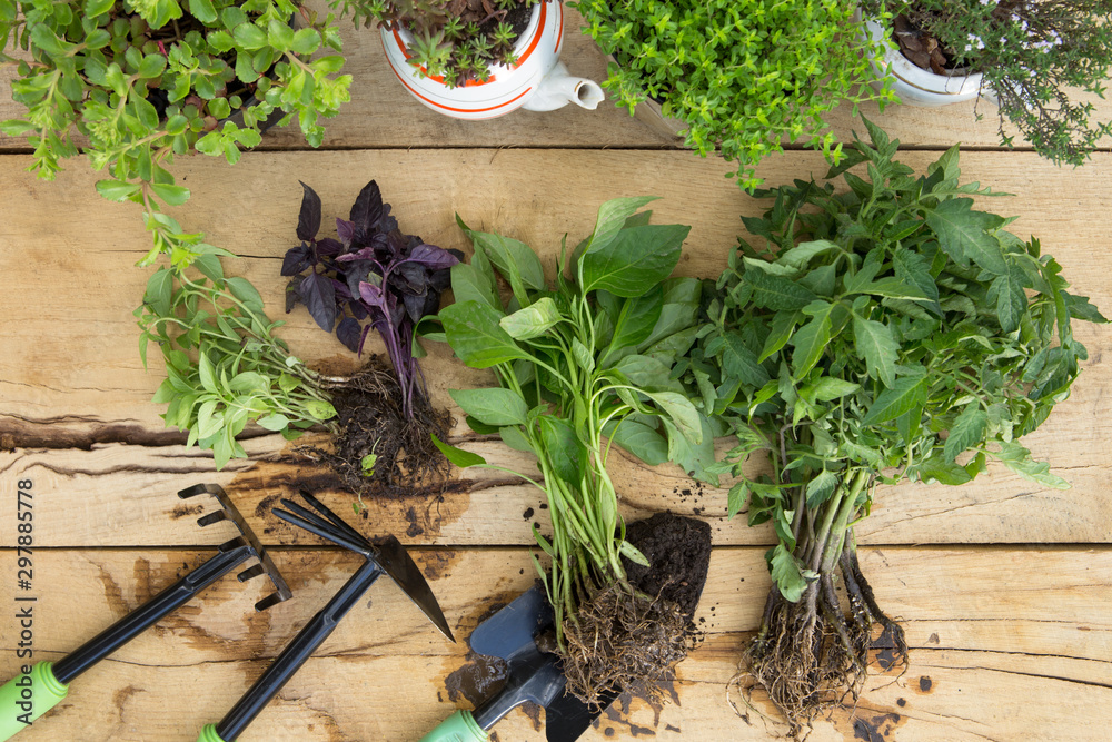 Seedlings, plants in pots and garden tools on the wooden table, gardening concept