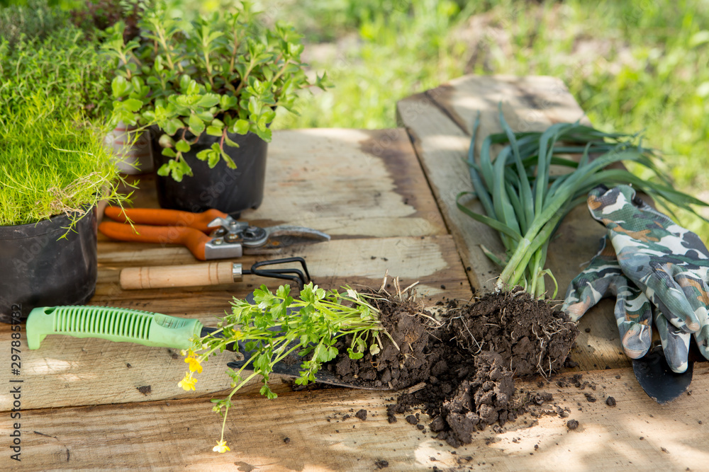 Seedlings, plants in pots and garden tools on the wooden table, green trees background - gardening c