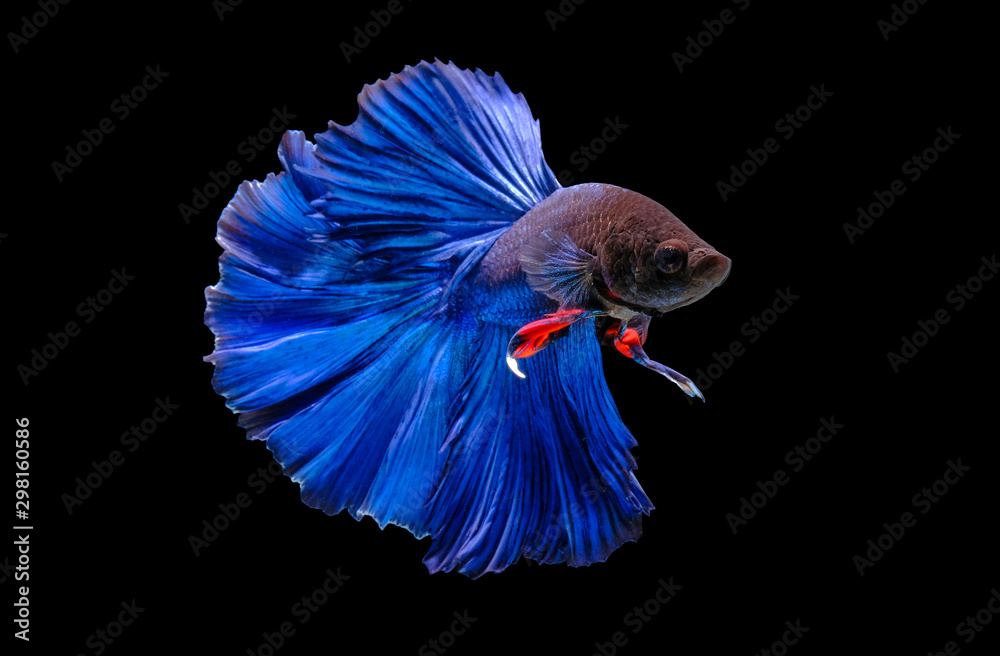 Capture the moving moment of fighting fish isolated on black background ( Betta fish )