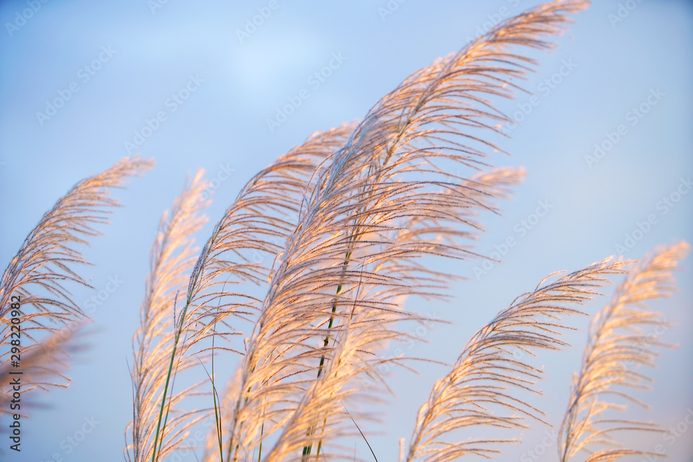 wind blowing reeds flower against sunset light