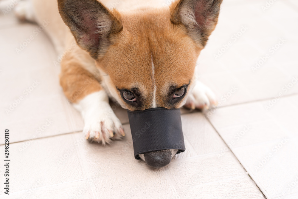 Corgi dog wears muzzle lying on floor