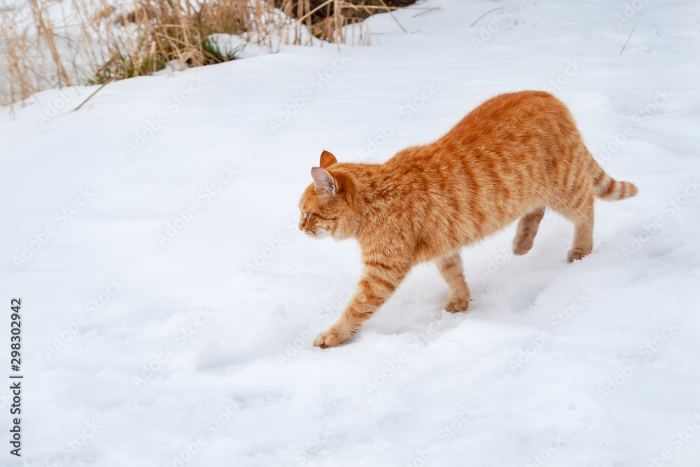 行走在雪地上的姜黄色虎斑猫