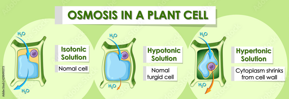 Diagram showing details of plant cell