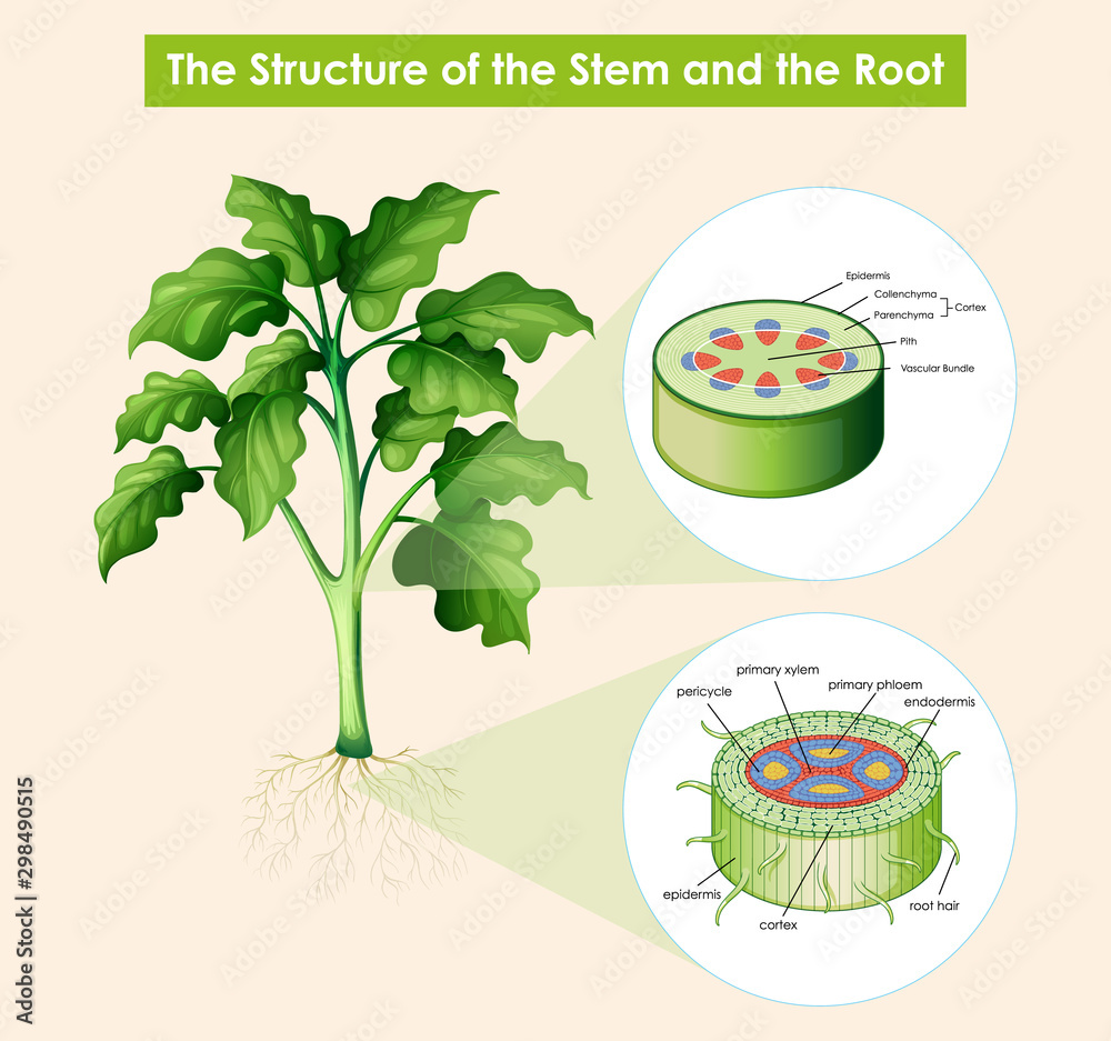 Diagram showing structure of stem and root