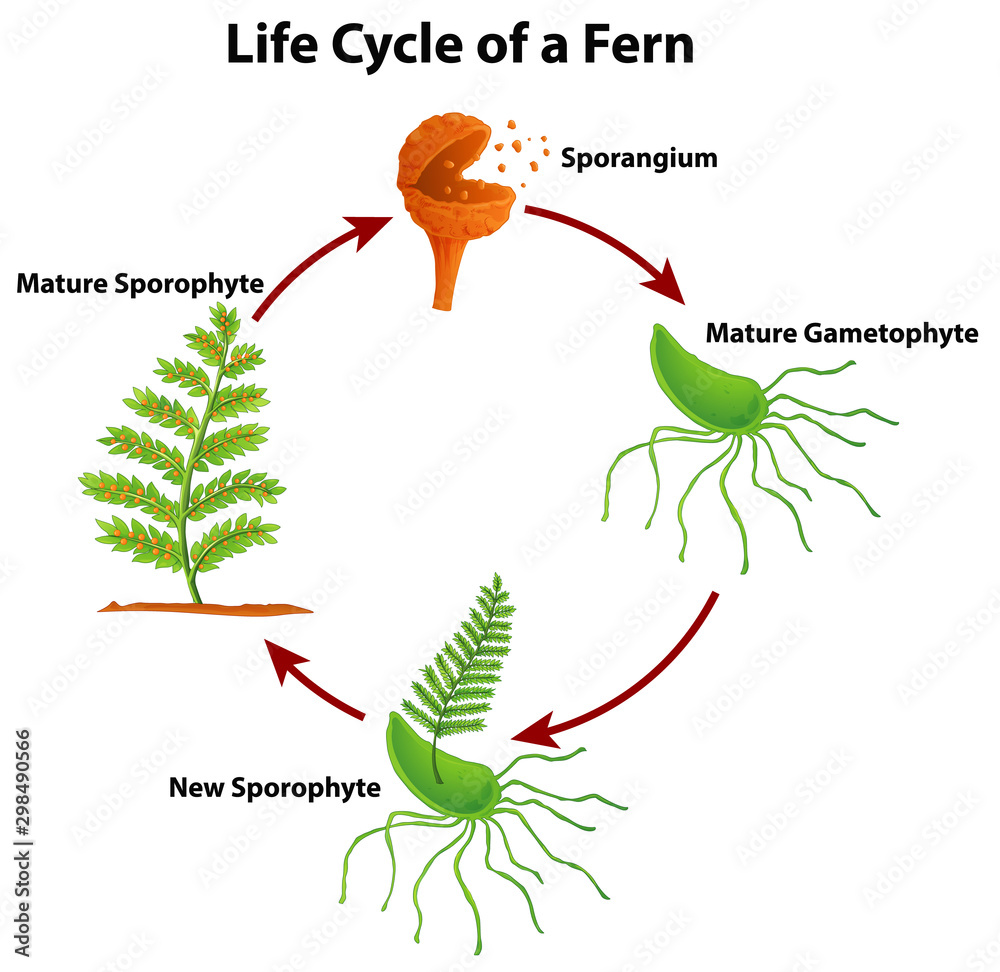 Diagram showing life cycle of fern