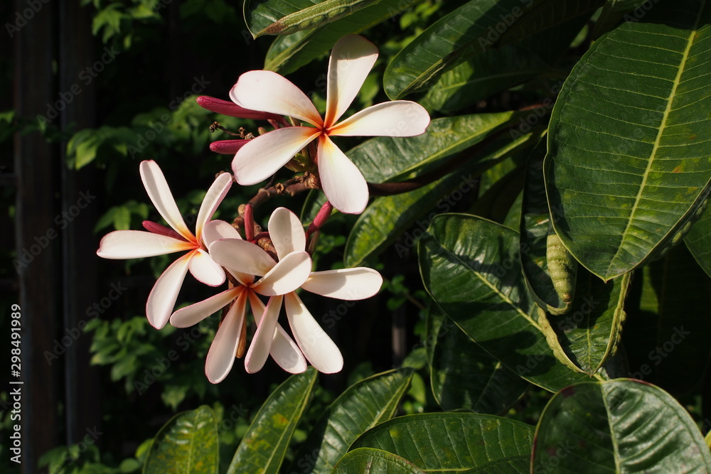 寺庙树花，夹竹桃科Frangipani或Plumeria