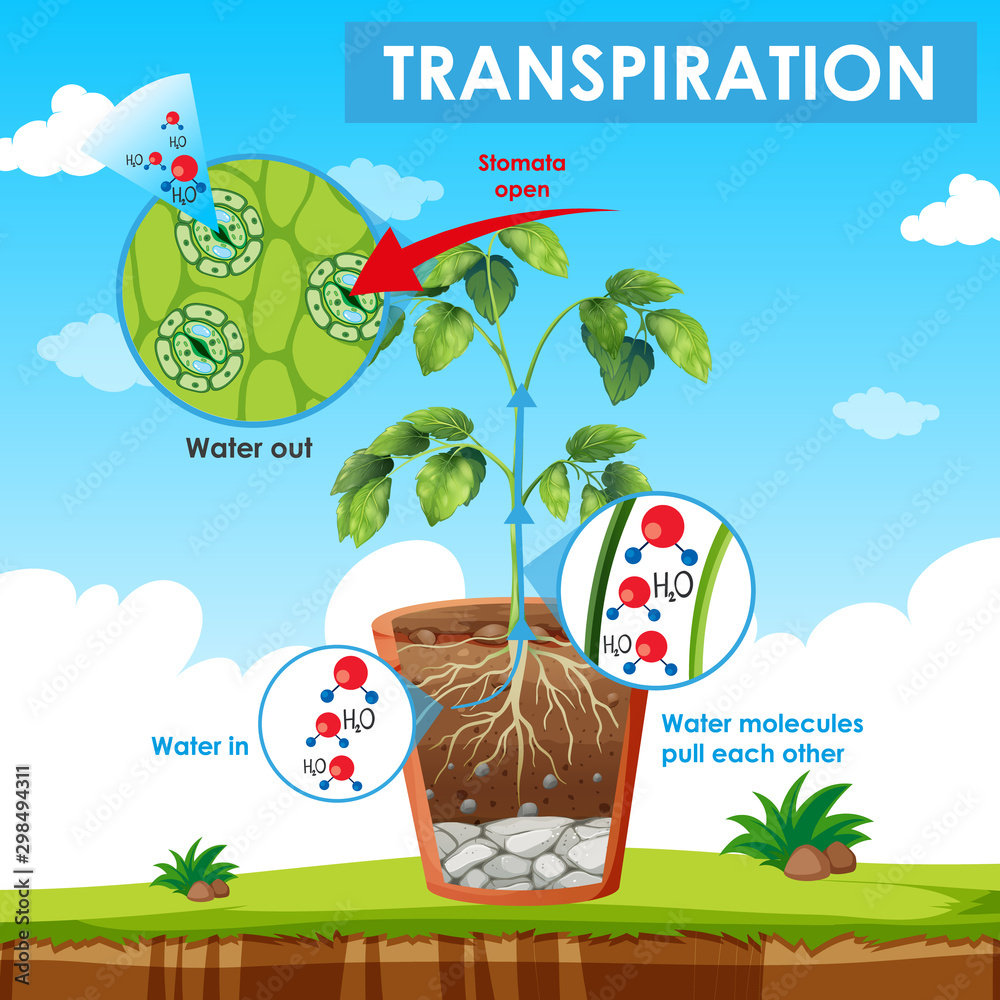 植物蒸腾作用示意图