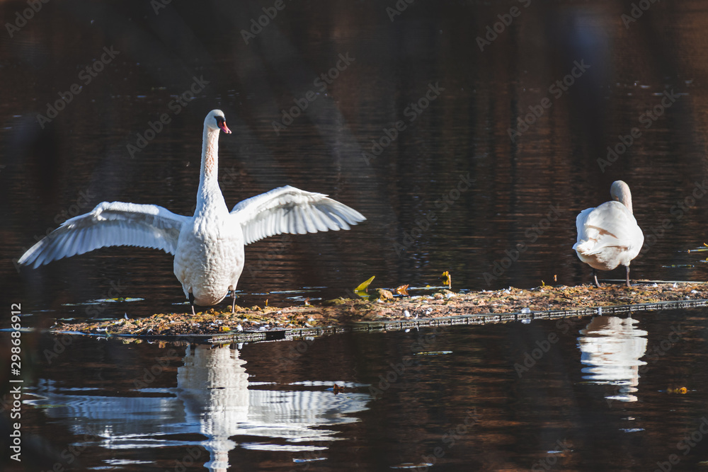 swans in water