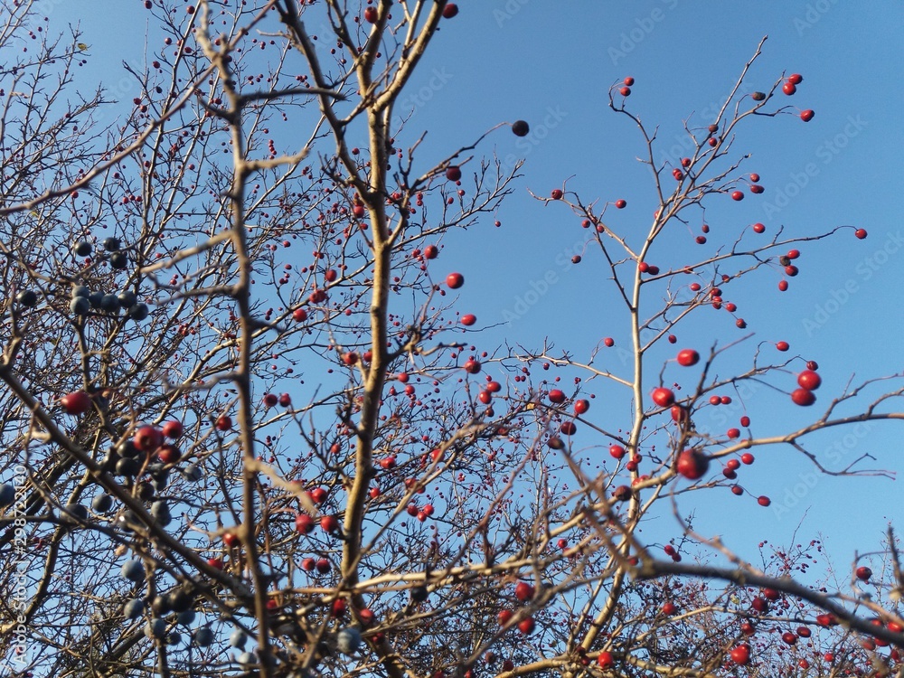 Landscape.nature.autumn.trees.