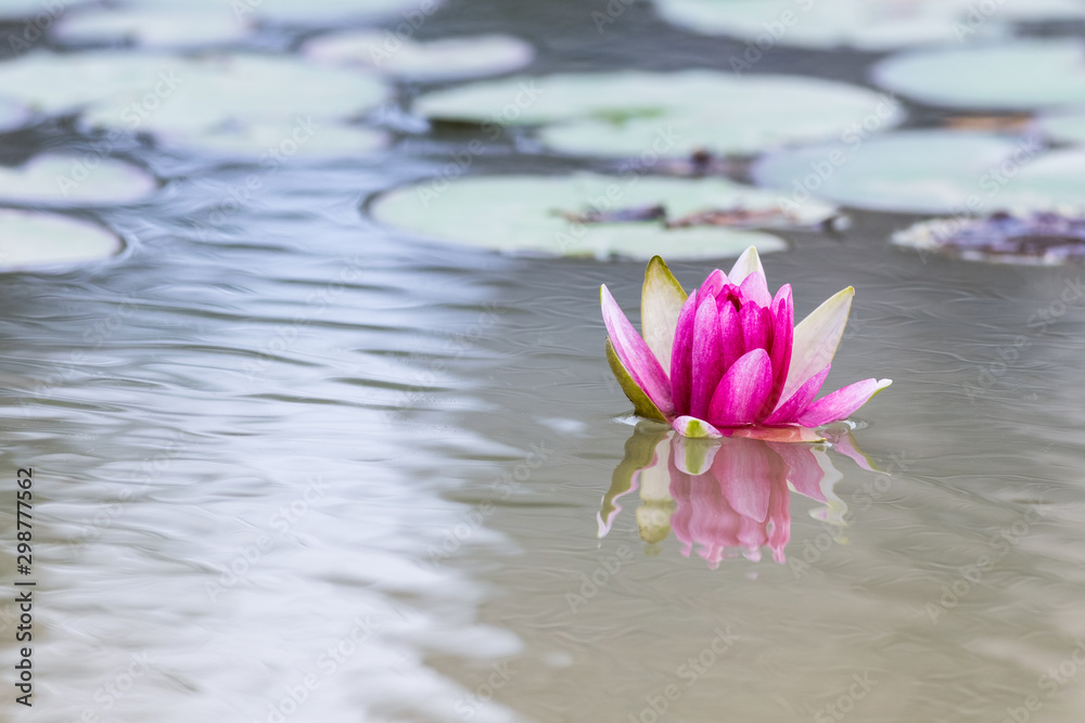 睡莲花特写