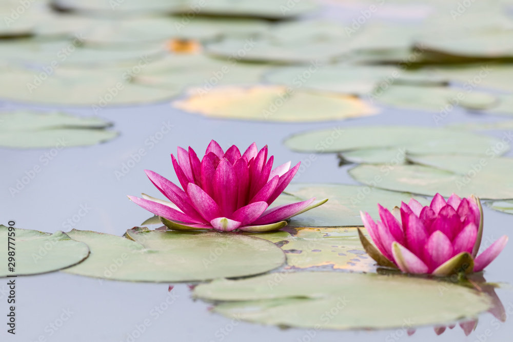 睡莲花特写