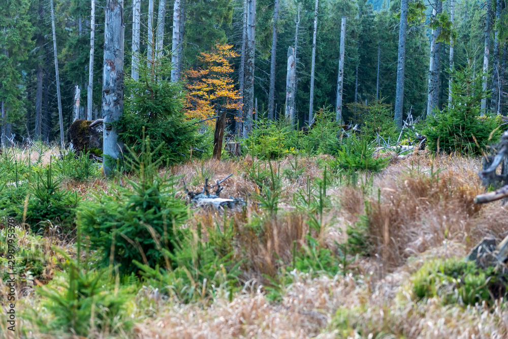 Pine forest in autumn with dry grass