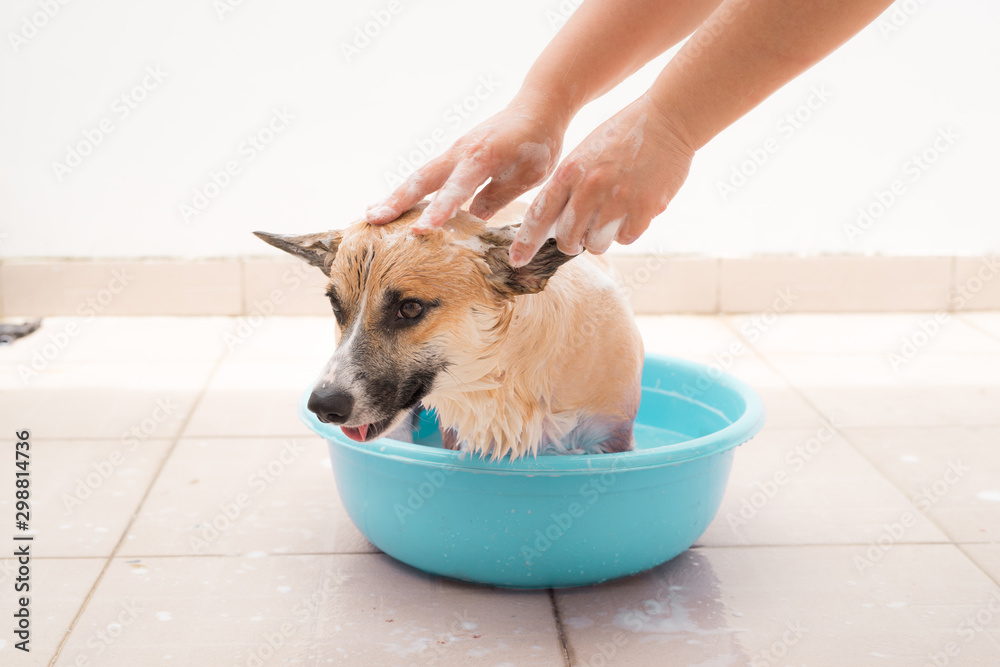 Pembroke corgi getting a bath in the summer time