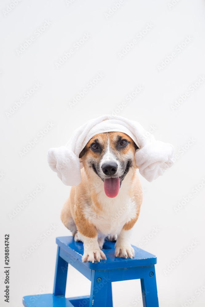 Pembroke corgi relaxing after bath in the summer time