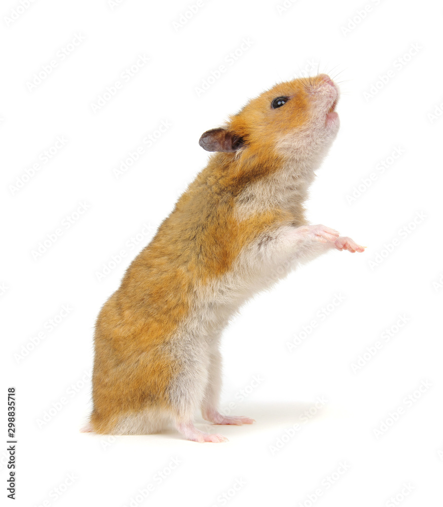 Hamster in a funny pose isolated on white