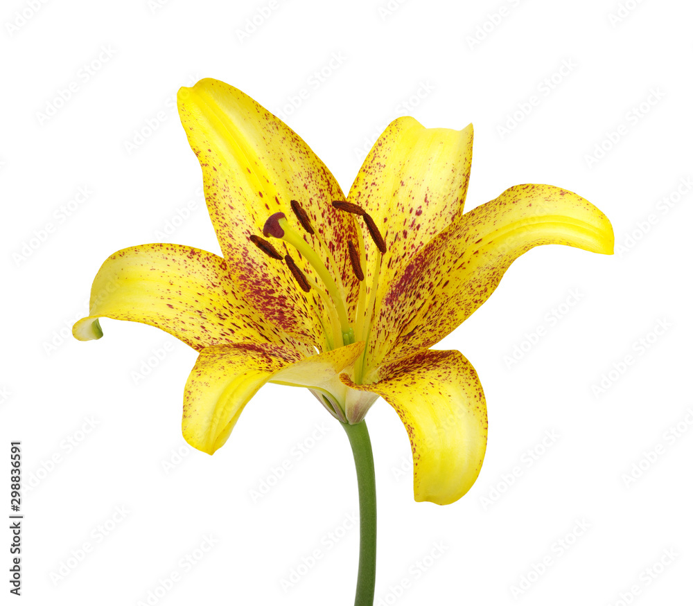 Yellow lily on a white background