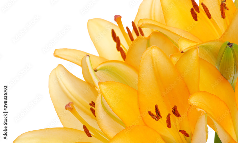  lilies on a white background