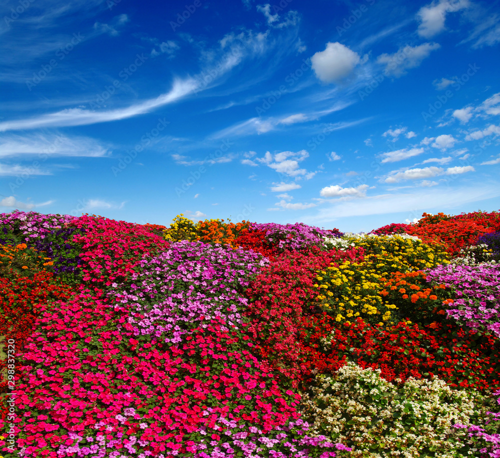 雏菊的田野